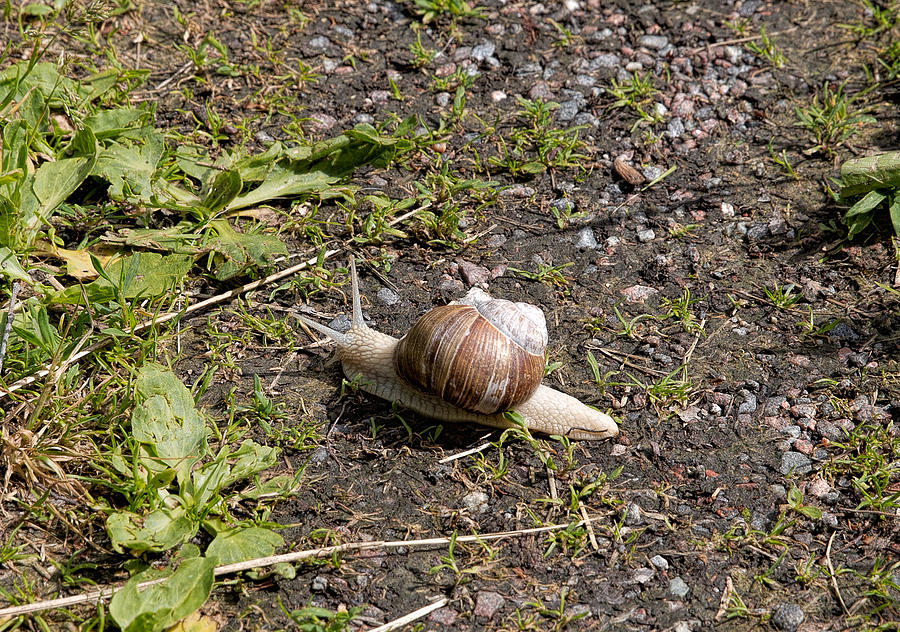 Snail Photograph by Leif Sohlman
