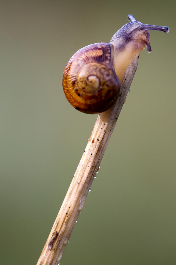 Nature Photograph - Snail Lookout by Chris Smith