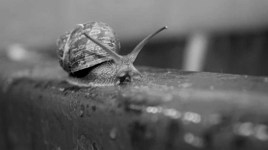 Snail Photograph by Lora Lee Chapman
