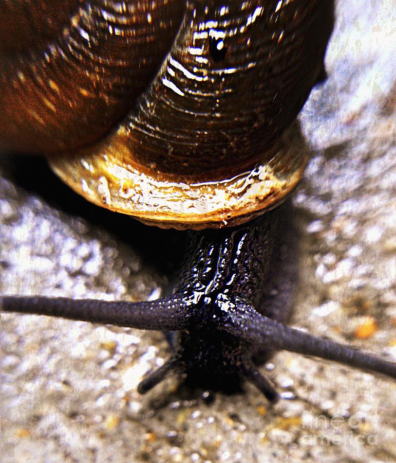 Snail Mail Photograph by Peggy Franz