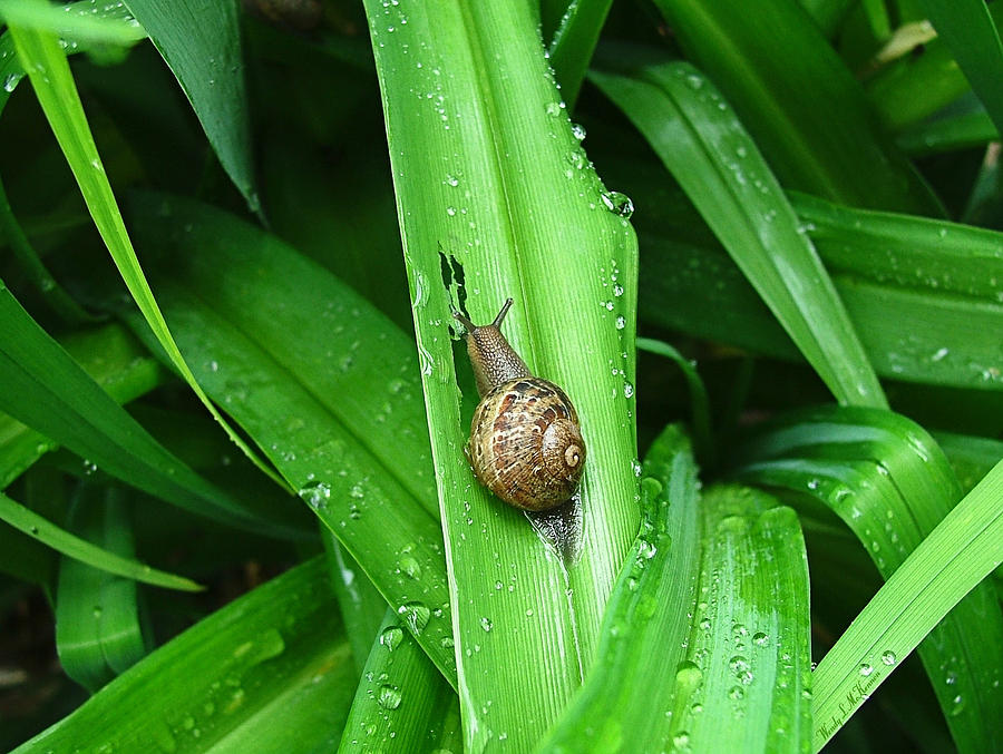Snail Muncher Photograph by Wendy McKennon