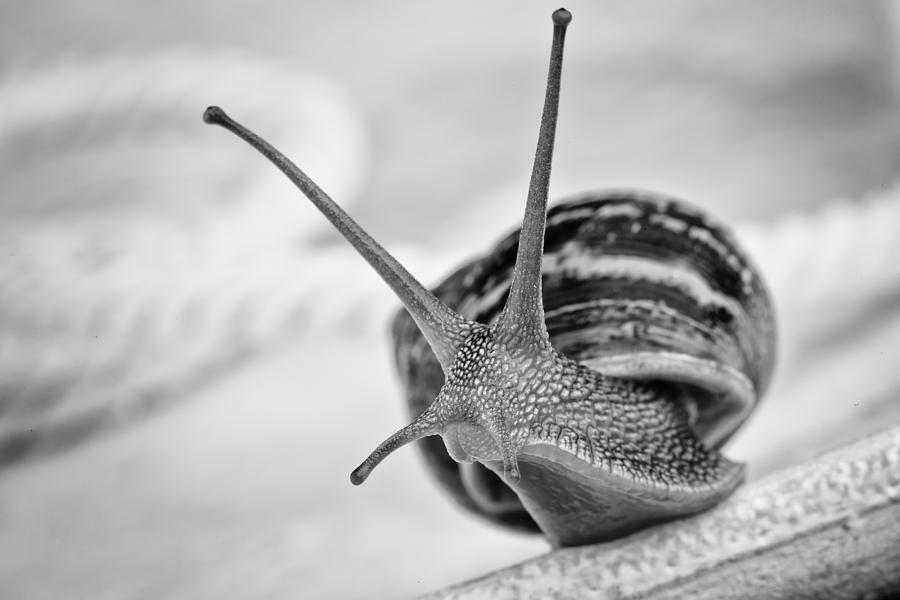Summer Photograph - Snail by Nailia Schwarz