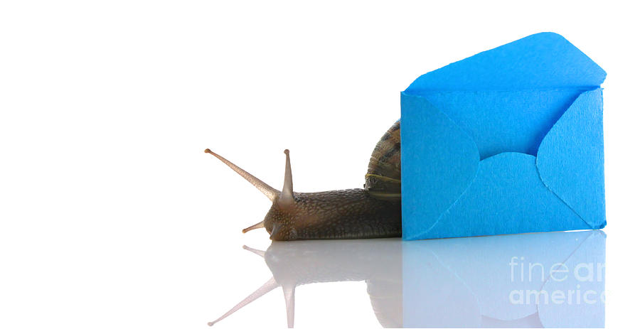 Snail next to miniature mail envelope Photograph by Simon Bratt