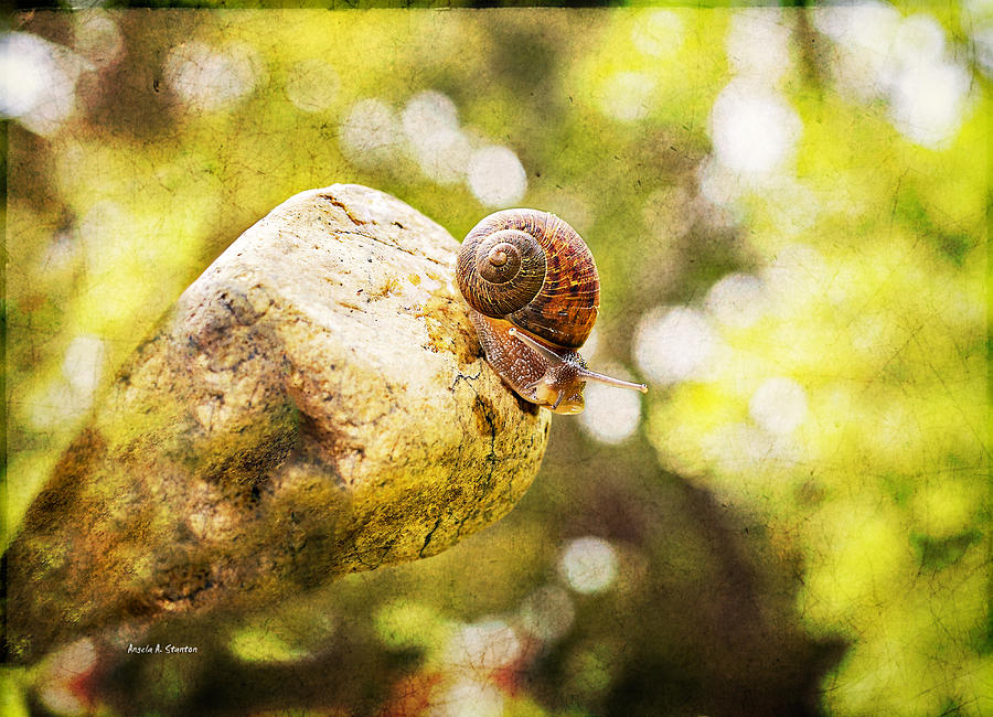 Snail Of A Time Photograph