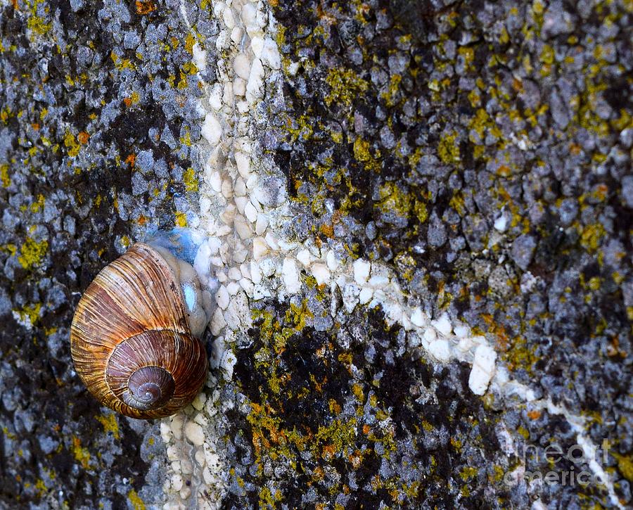 Snail on a Wall Photograph by Norman Gabitzsch
