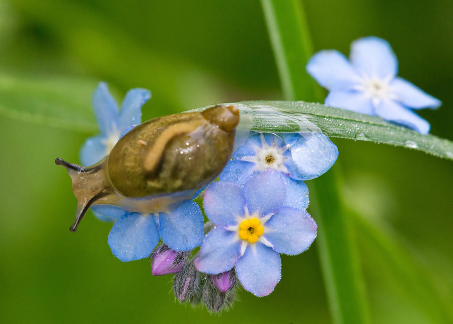 Flowers Still Life Photograph - Snail On Flowers by Michael Lustbader