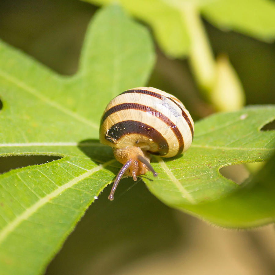 Snail on green fig leaf Photograph by Brch Photography