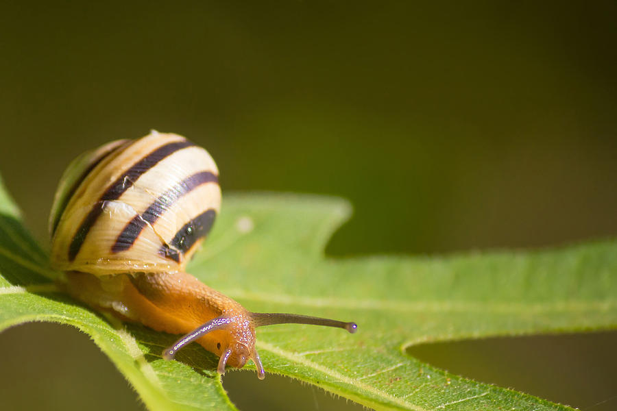 Snail on green fig tree leaf Photograph by Brch Photography