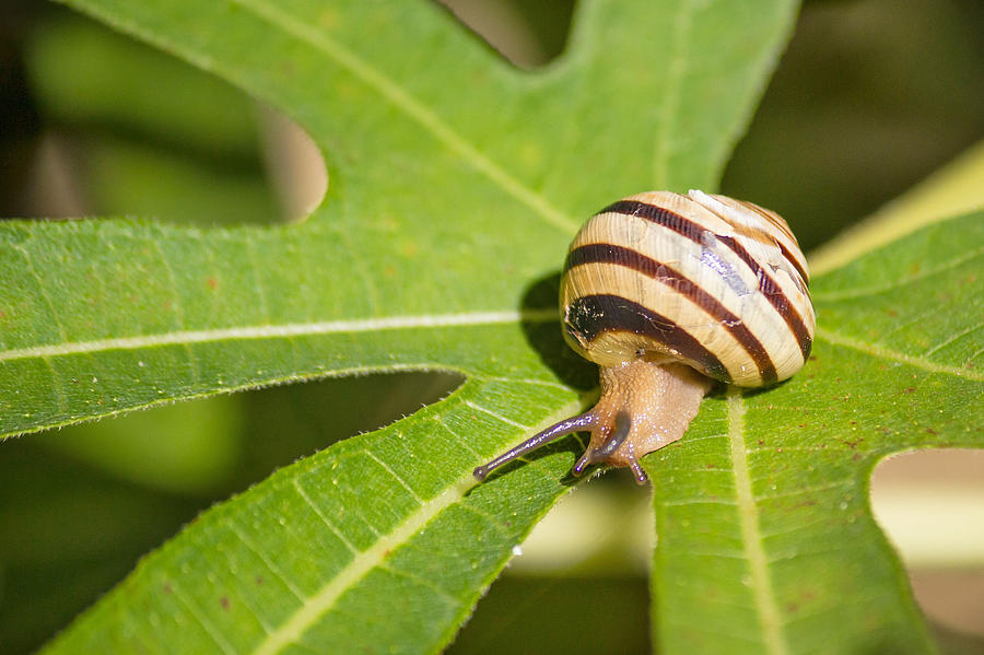 Snail on green leaf closeup view Photograph by Brch Photography