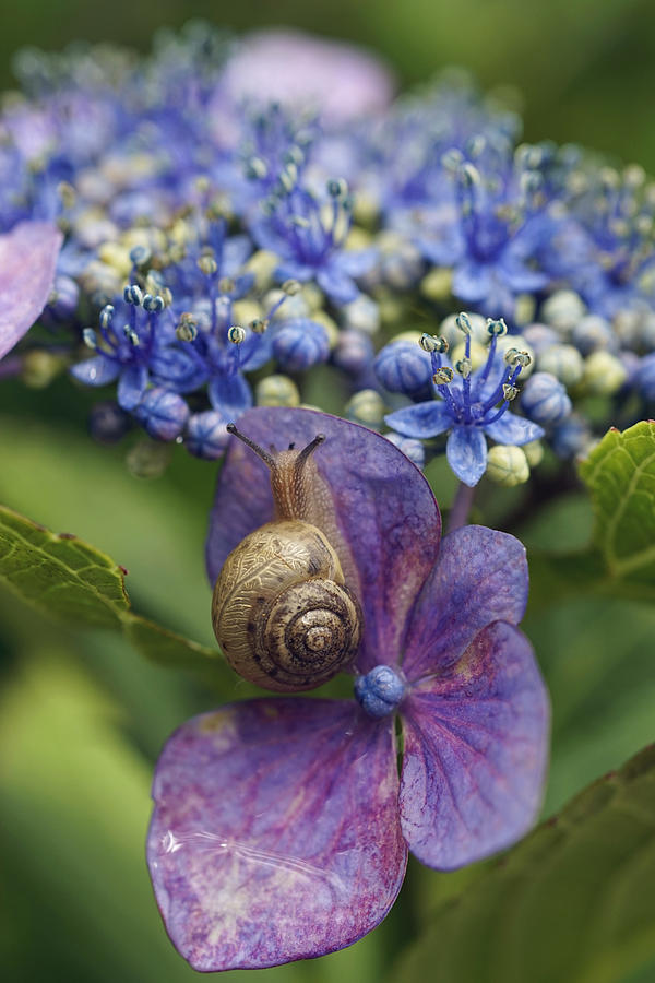 Snail On Hydrangea Flower Japan Photograph by Hiroya Minakuchi
