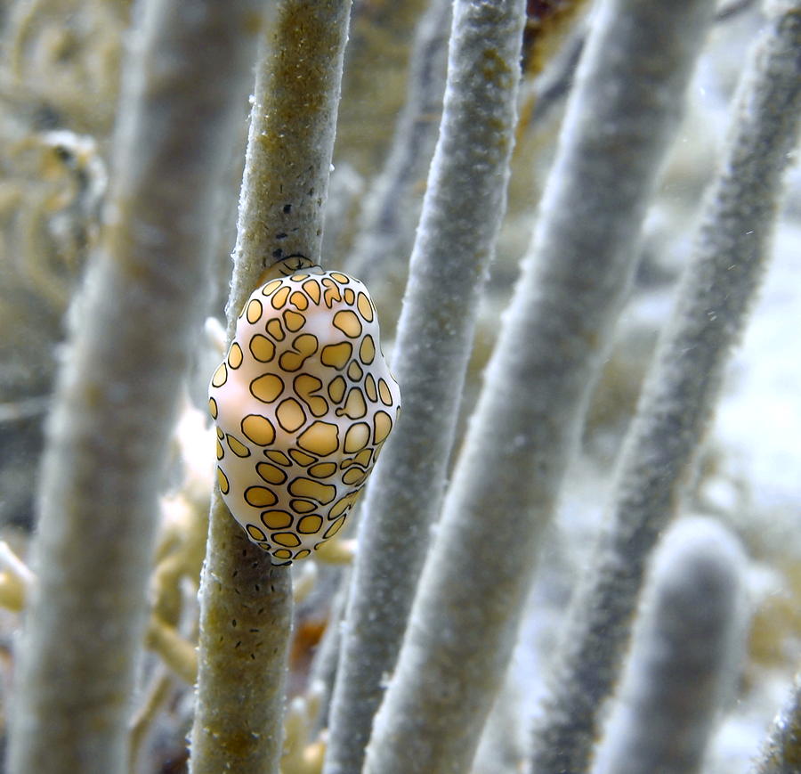 Snail on the Coral Photograph by Amy McDaniel