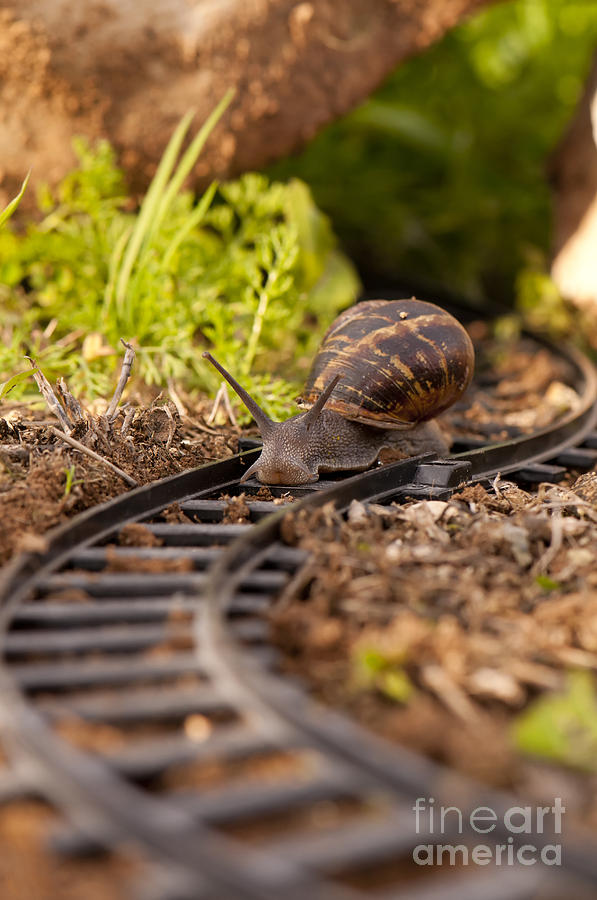 Snail on train tracks  Photograph by Guy Viner