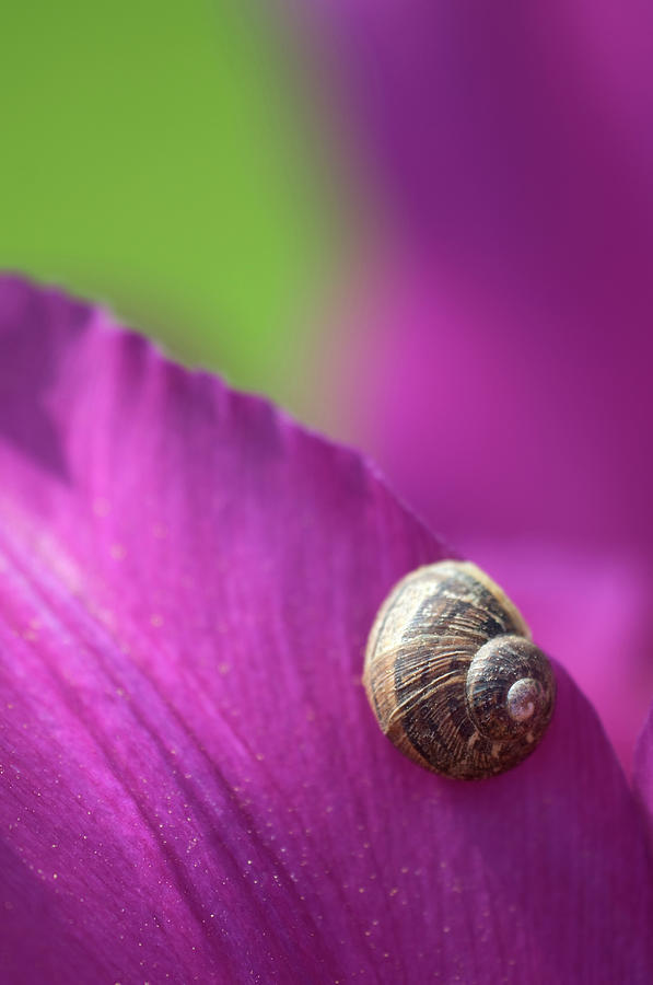 Snail On Tulip Petals Abstract Photograph by Science Photo Library Snail On Tulip Petals Abstract Photograph by Science Photo Library