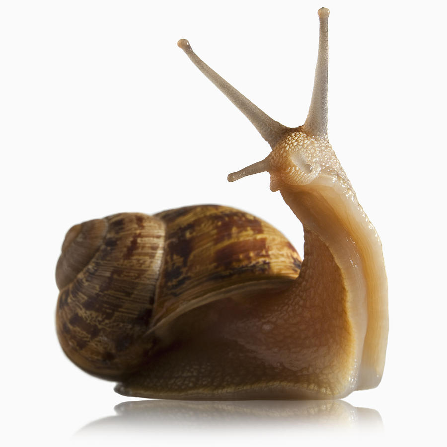 Snail out of shell Photograph by Mike Kemp Snail out of shell Photograph by Mike Kemp