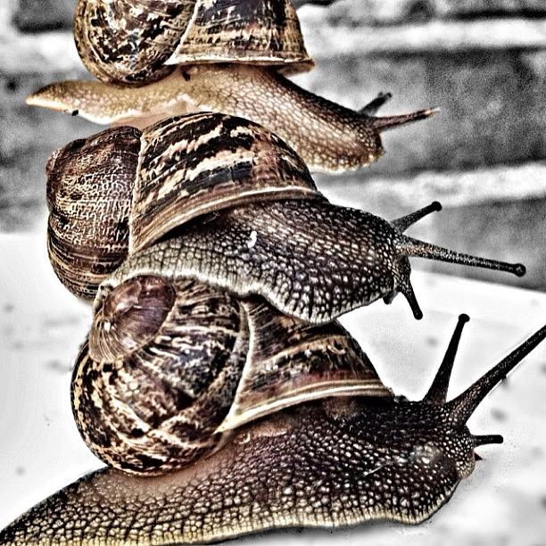 Snail Piggy Back. #snails #nature Photograph by Ryan Burningham - Fine