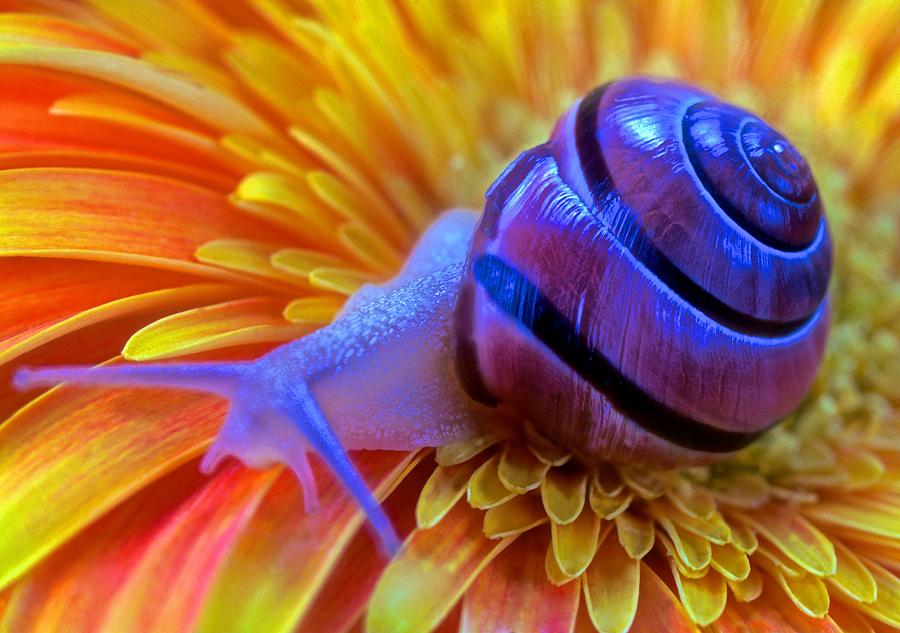 Flower Photograph - Snail Pondering On A Flower by Leslie Crotty