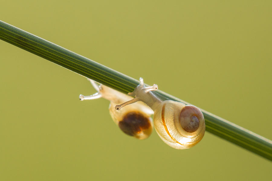 Snail racing Photograph by Mircea Costina Photography
