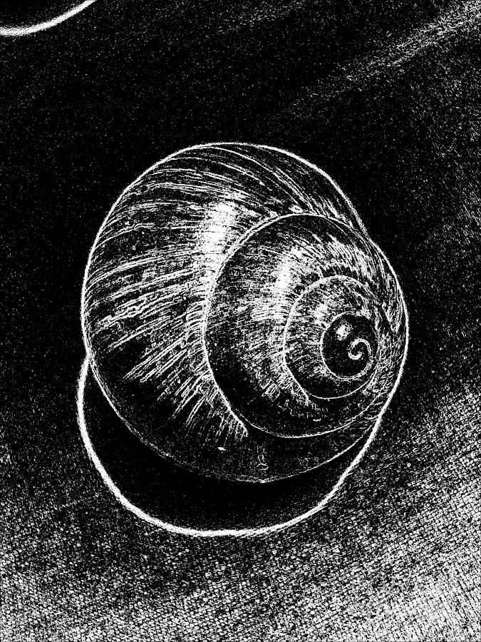 Still Life Digital Art - Snail Shell Black White Still Life No.5 by Drinka Mercep