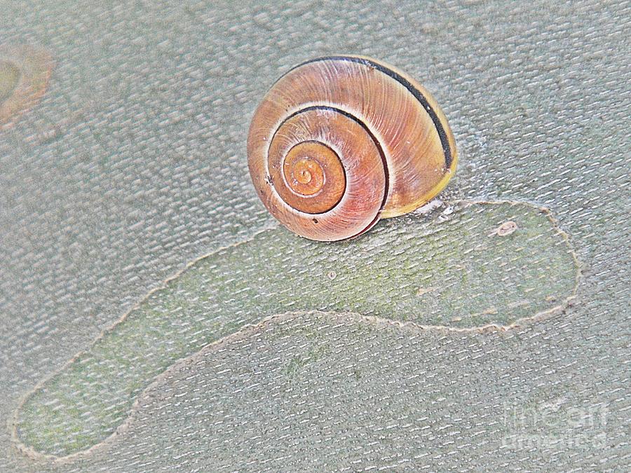 Snail shell on grey treebark Photograph by Karin Ravasio