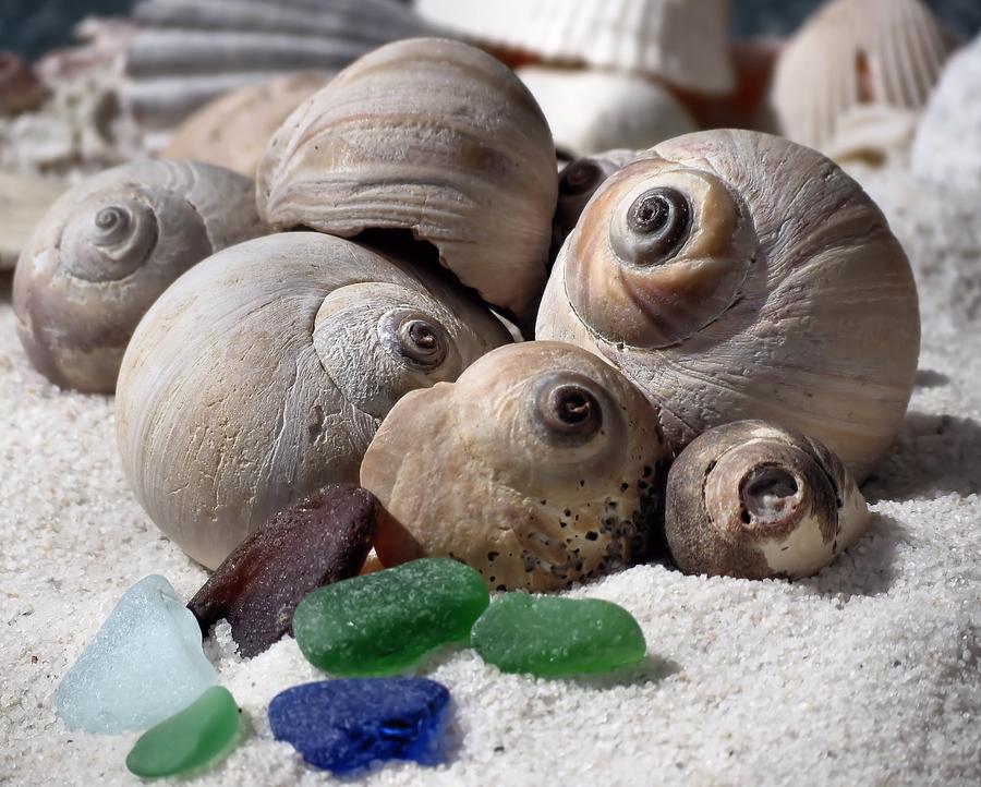 Snail Shells and Sea Glass Photograph by Janice Drew
