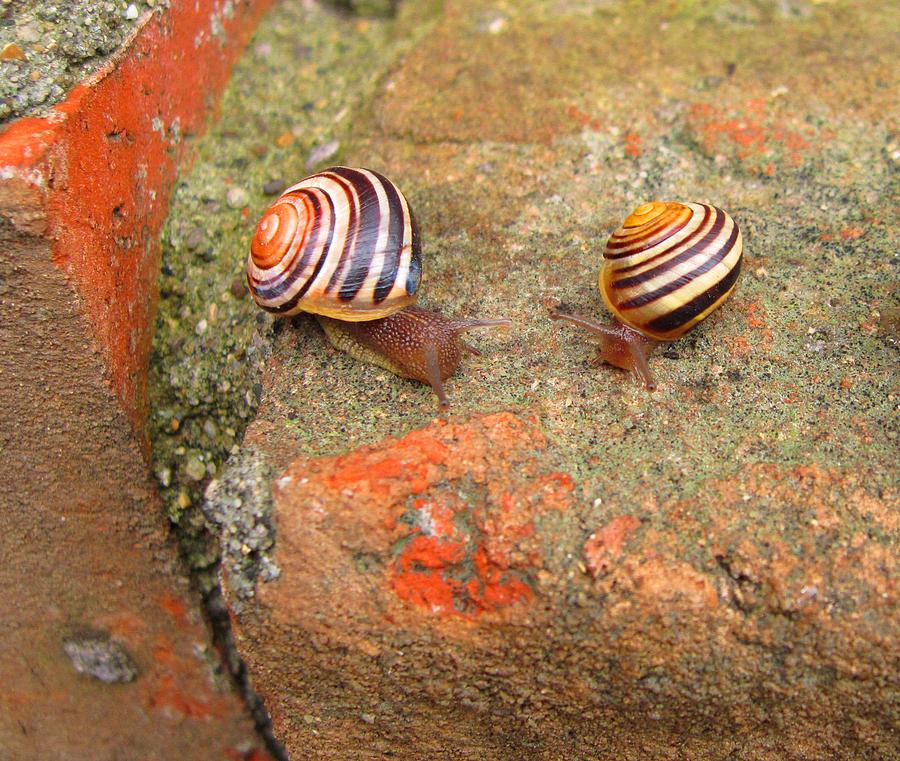 Snail Snail the Gangs All Here Photograph by Mary Bedy