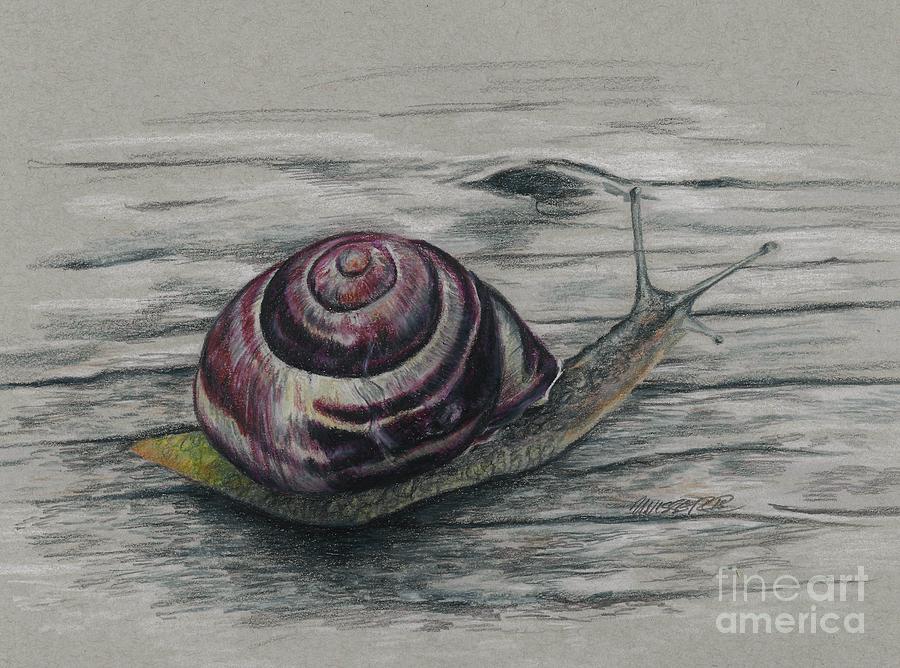 Snail study Drawing by Meagan  Visser