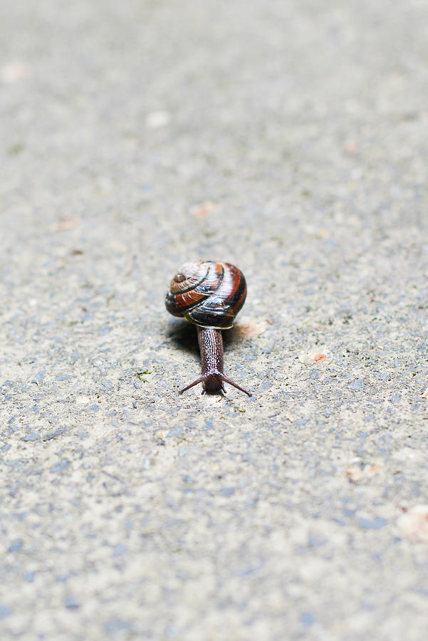 Snail Photograph by This Image Photographed And Edited By Elizabeth Marie