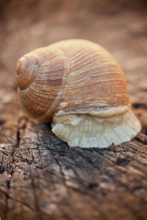 Snail Photograph by Wael Massalkhi