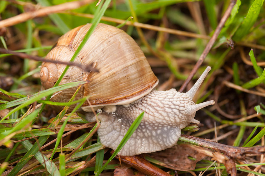 Snail within the Forest Photograph by Miguel Winterpacht