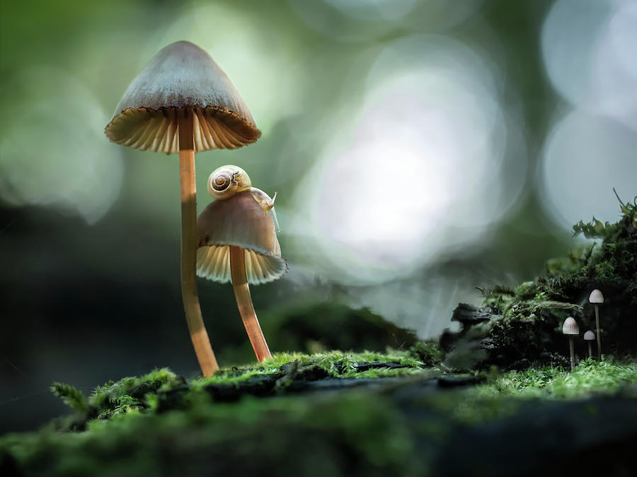 Snails Atop Mushrooms Photograph by Photo By Marianna Armata