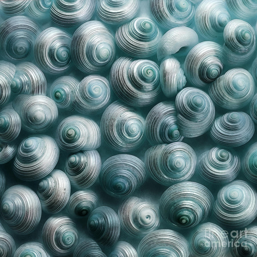 Shell Photograph - Snails Cyan by Priska Wettstein