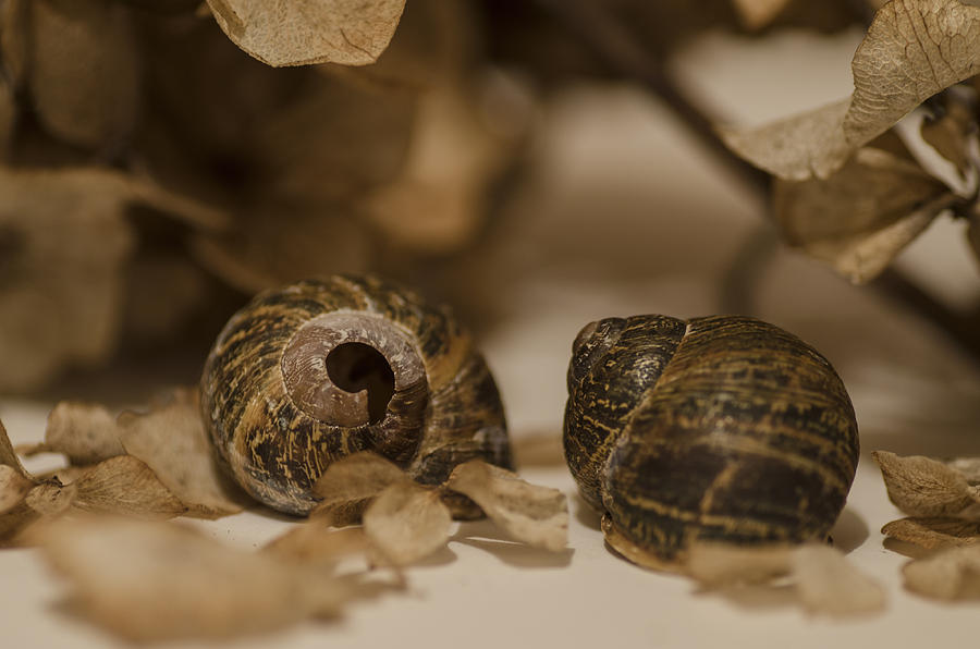 Snails Photograph by Martina Fagan