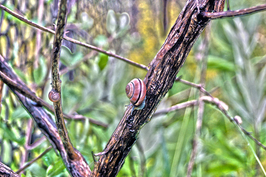 Nature Photograph - Snails by Rhonda Barrett