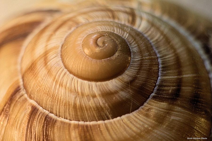 Snails Spiral Photograph by Scott Carlton