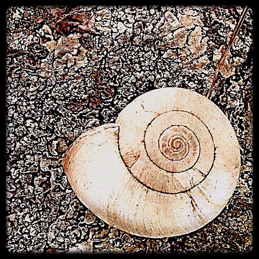 Architecture Photograph - Snailshell1 by Gregg Jabs