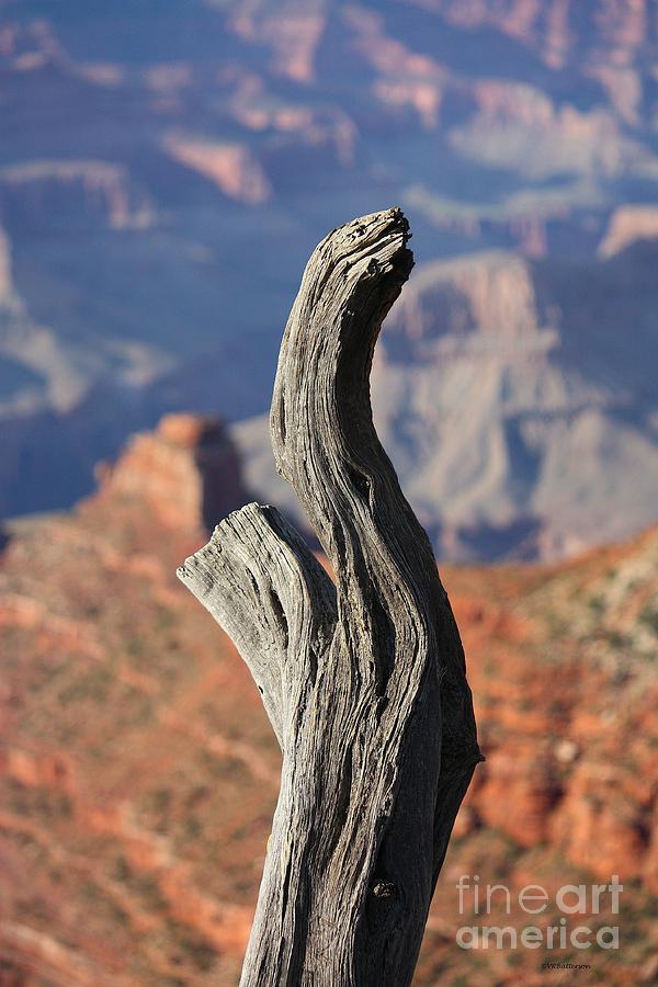 Snake Abstract in Canyon Photograph by Veronica Batterson