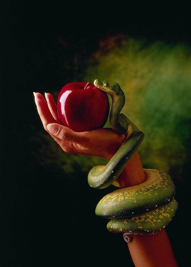 Snake and Forbidden Fruit Photograph by Don Mason