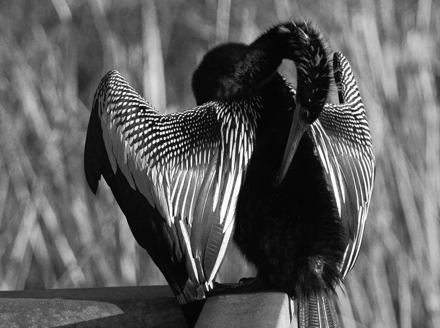 Snake Bird Photograph by Daniel Woodrum