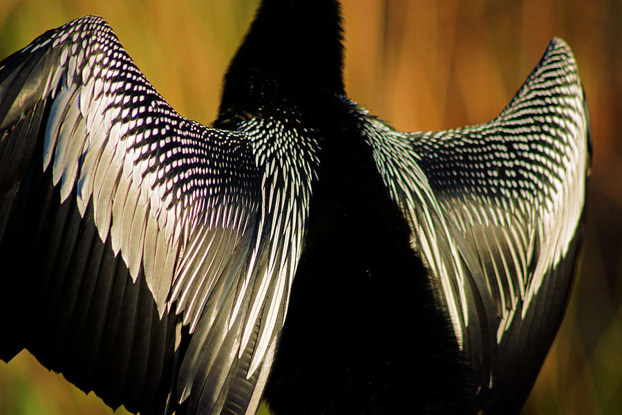 Snake Bird II Photograph by Daniel Woodrum