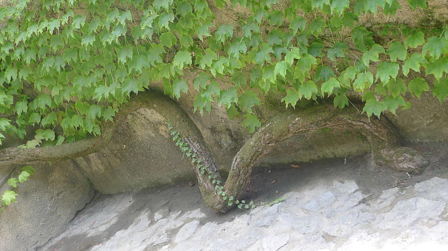 Snake Branch Photograph by Nora Boghossian
