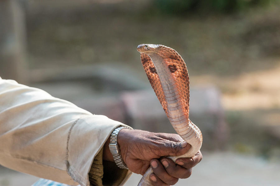 Cobra Photograph - Snake Charmer Village Fatehpur Sikri by Tom Norring