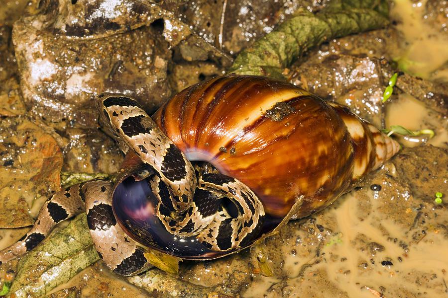 Snake Eating A Snail, Ecuador Photograph by Science Photo Library