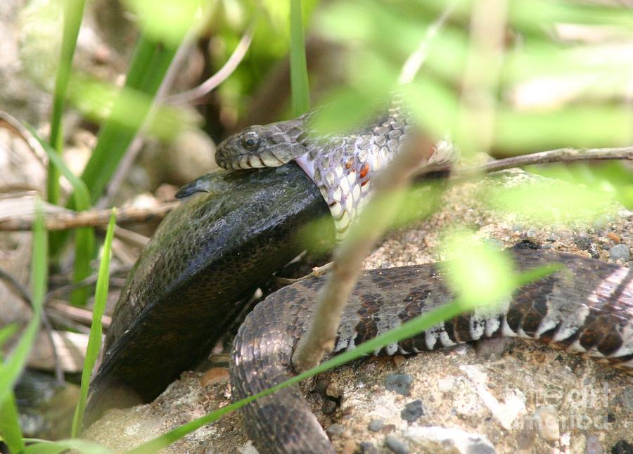 Snake Eats Fish Photograph by Ronald Gater Fine Art America