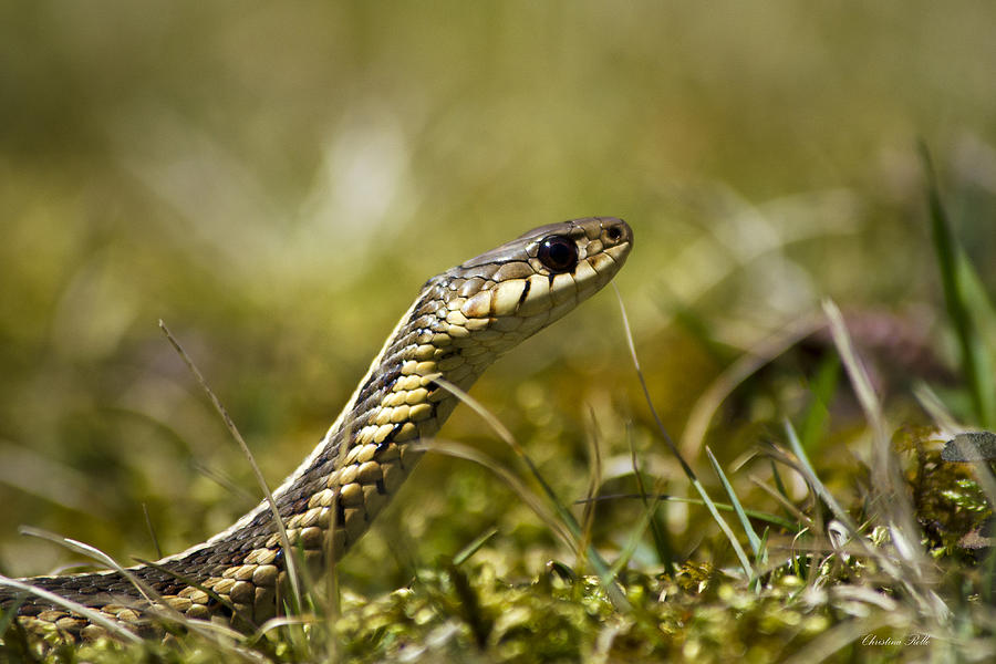 Snake Encounter Photograph by Christina Rollo