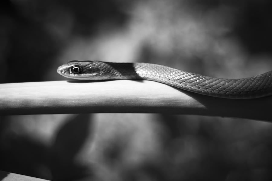 Snake Eye Photograph by Bradley R Youngberg