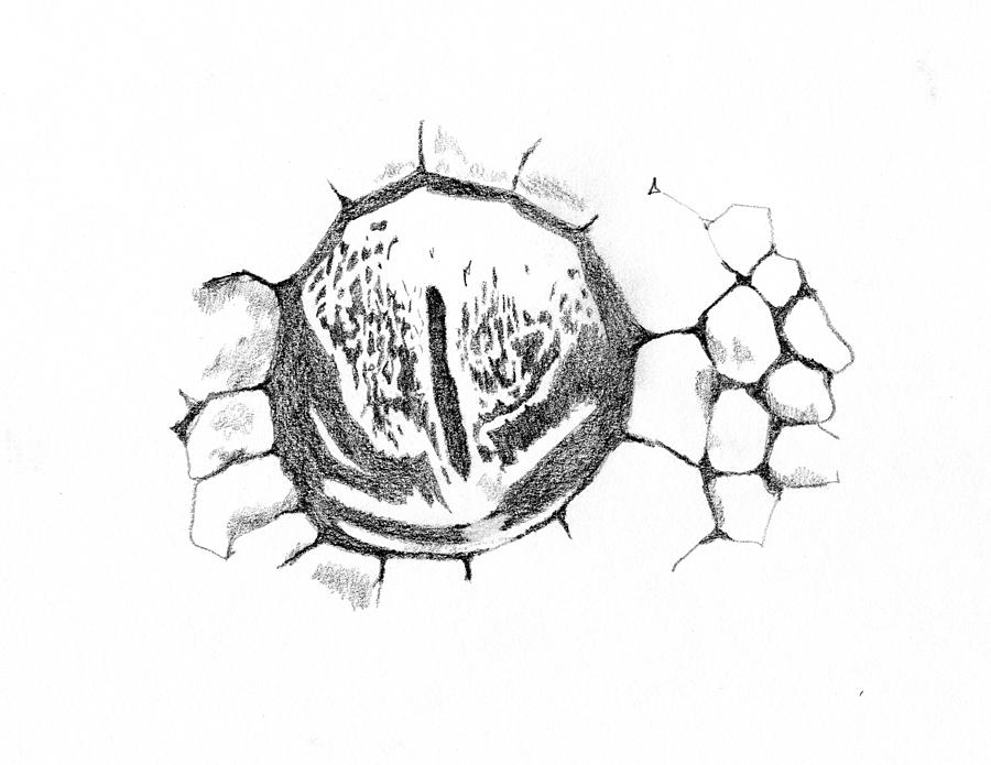 from eye side drawing the Craig Shipman Drawing Snake by Eye