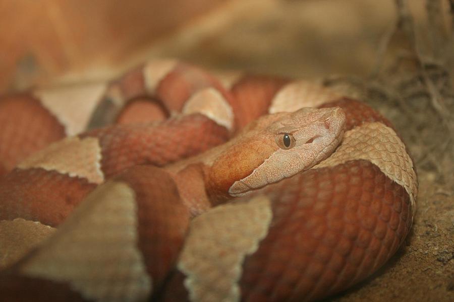 Snake Photograph - Snake Eye by Cyrel Moore