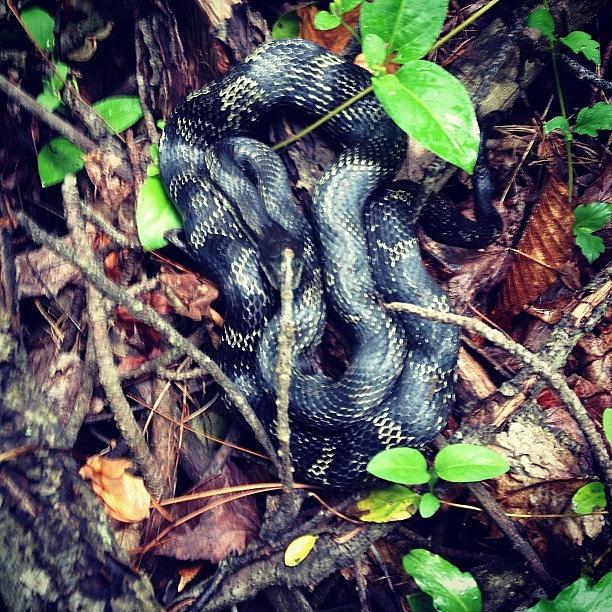 Snake Photograph - #snake Found In Our Hike At #ferdinand by Melissa Lutes