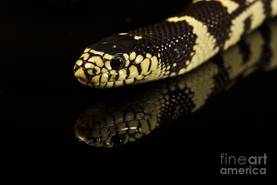 Snake Photograph by Gunnar Orn Arnason