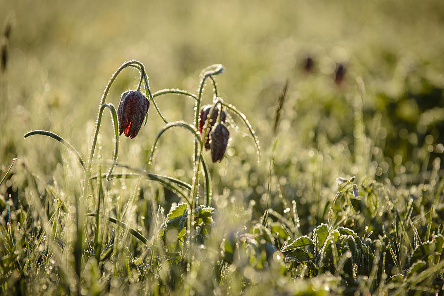 Snake head's fritillary in gold Photograph by Andy-Kim Moeller - Fine ...